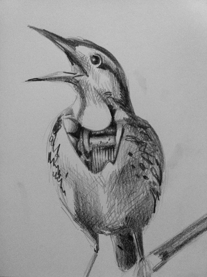 Music bird drawing